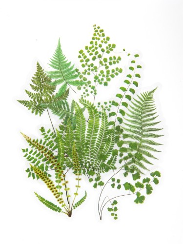 254111_www.asan.com.pl.jpg